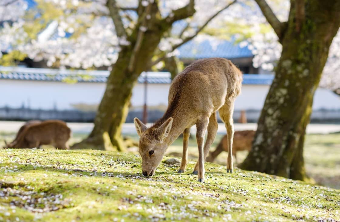 奈良公園